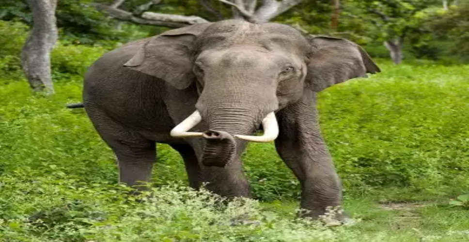 Kerala forest department tranquilises rogue tusker