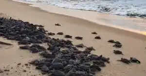 Olive Ridley Turtle Hatchlings Make Their Way to the Sea in Odisha!