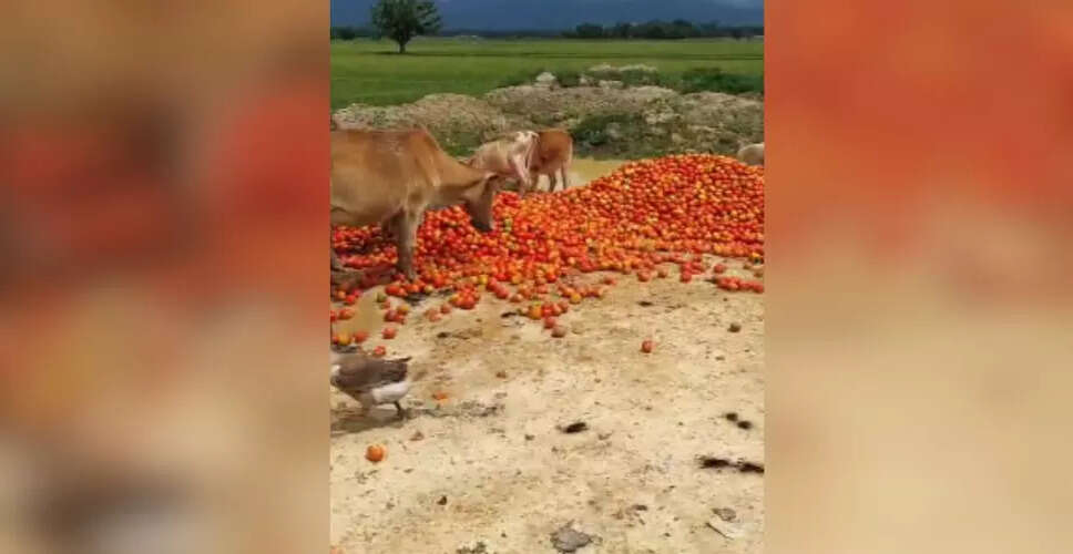 Tomato Farmers in Golaghat Face Severe Losses Amid Price Crash
