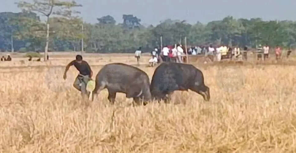 Traditional Buffalo Fighting Resumes Amid Controversy in Morigaon