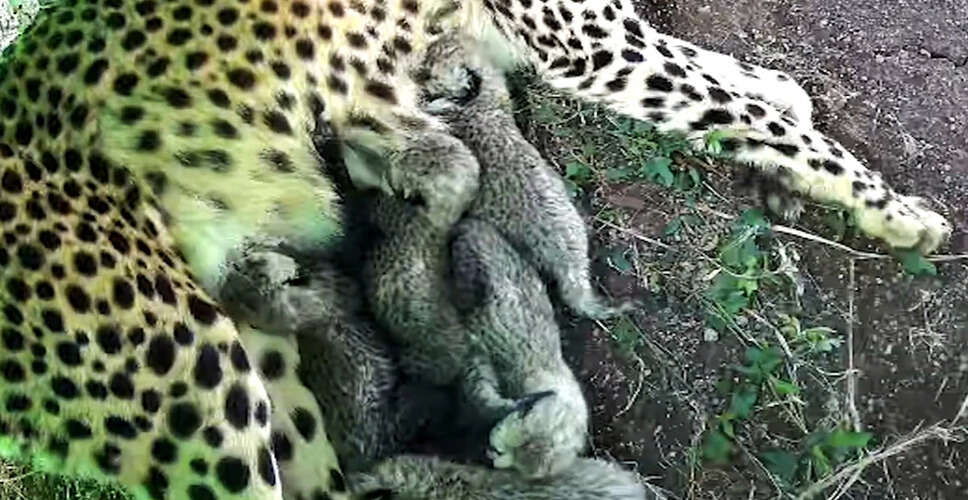 PM Modi Expresses Gratitude to Namibia for Cheetah Relocation Efforts