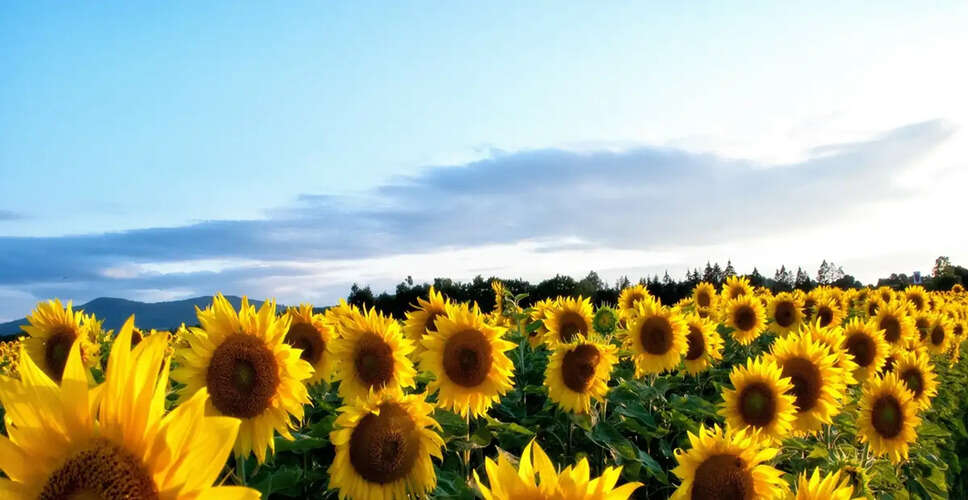 The Health Benefits of Sunflowers: A Natural Powerhouse