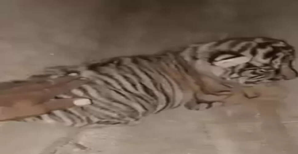 FIR filed after man touches tiger cubs at Rajasthan's Ranthambore National Park