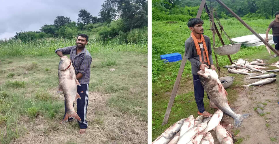 Himachal Pradesh Fishing Ban Lifted: Fishermen Celebrate Record Catches