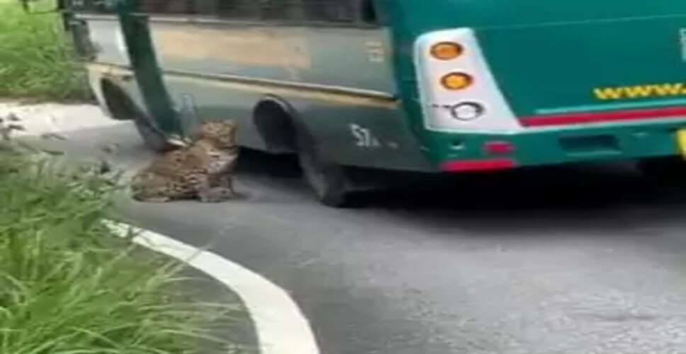Leopard's Unexpected Encounter with Tourists Goes Viral: What Happened in Karnataka?