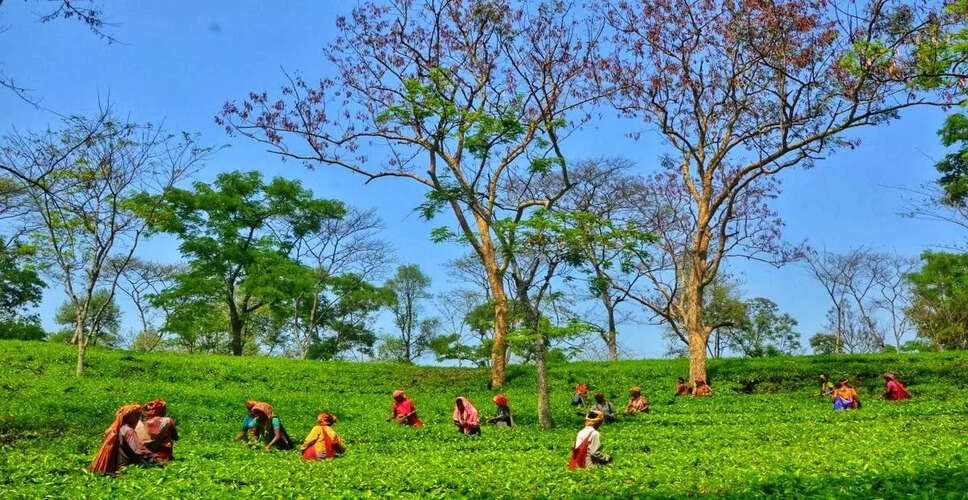 Tripura's Tea Sector Experiences Remarkable Growth