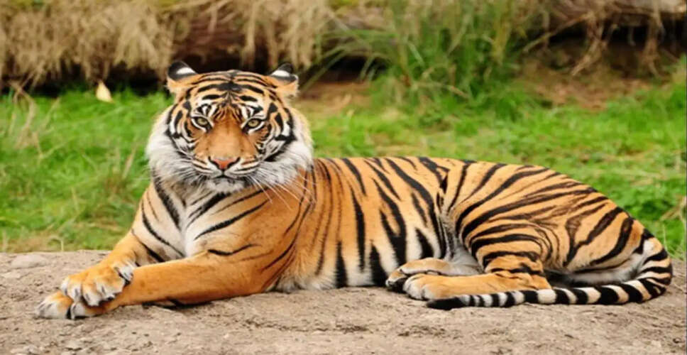 Exciting Discovery: Royal Bengal Tiger Spotted in Himachal Pradesh's Khara Forest