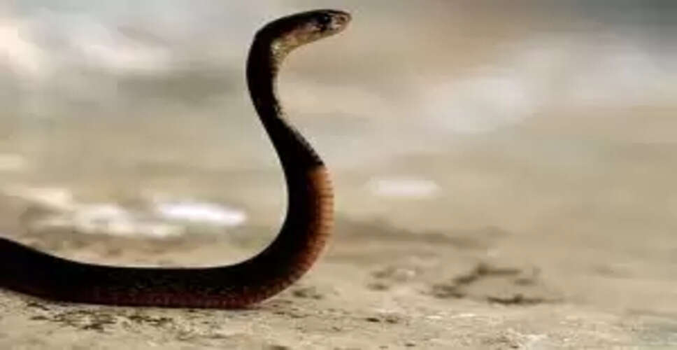 Unexpected Visitor: Snake Rescued During Odisha CM's Public Grievance Session