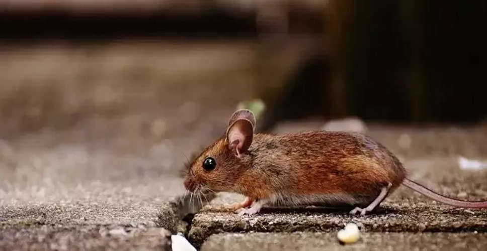 Gene modification of stem cells enables mice to live 20% longer: Study