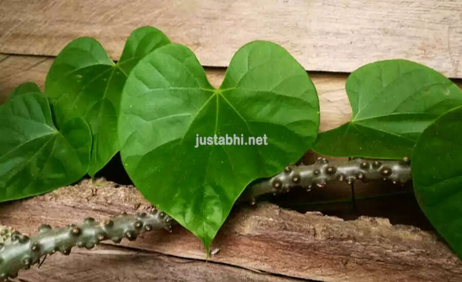 The Medicinal Marvel of Giloy: Nature's Doctor for All