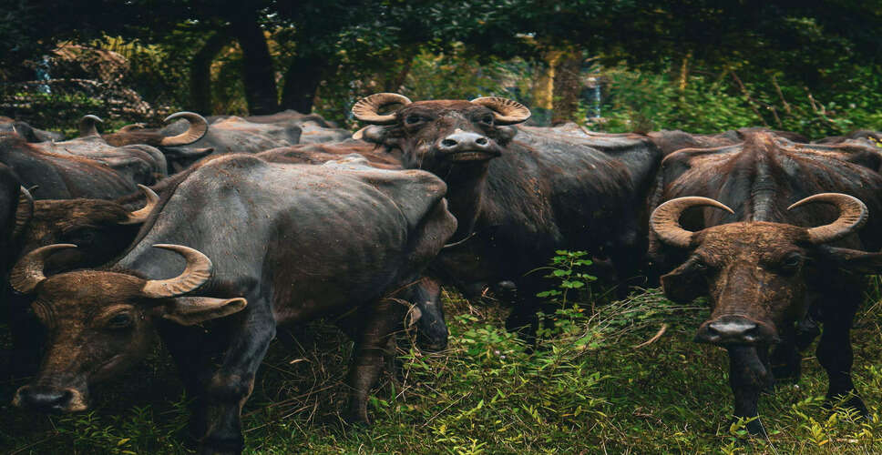 Domestic Buffaloes Create Havoc in Kamrup District: Farmers Demand Action