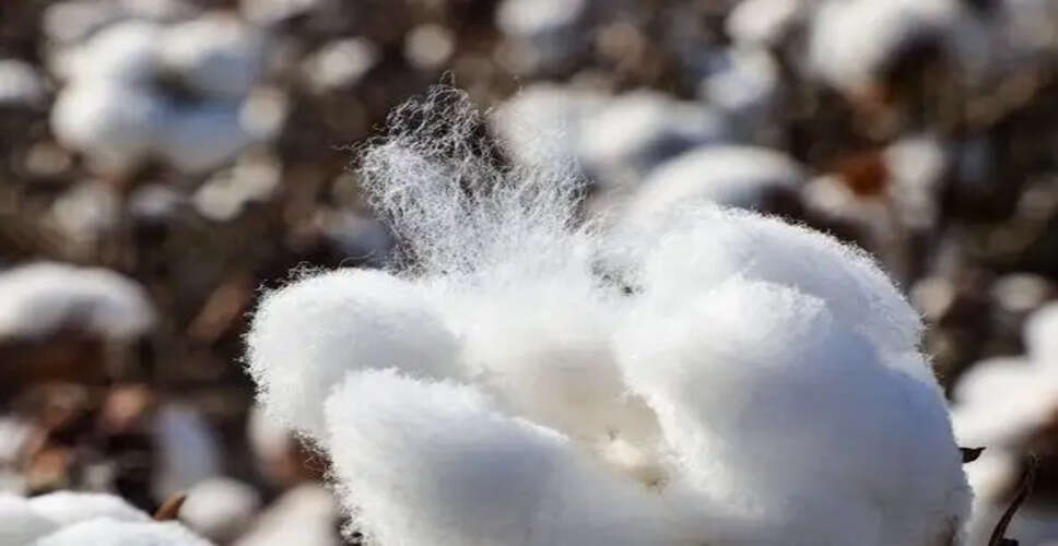 Government Allocates ₹1,718.56 Crore for Cotton Procurement: A Boost for Farmers