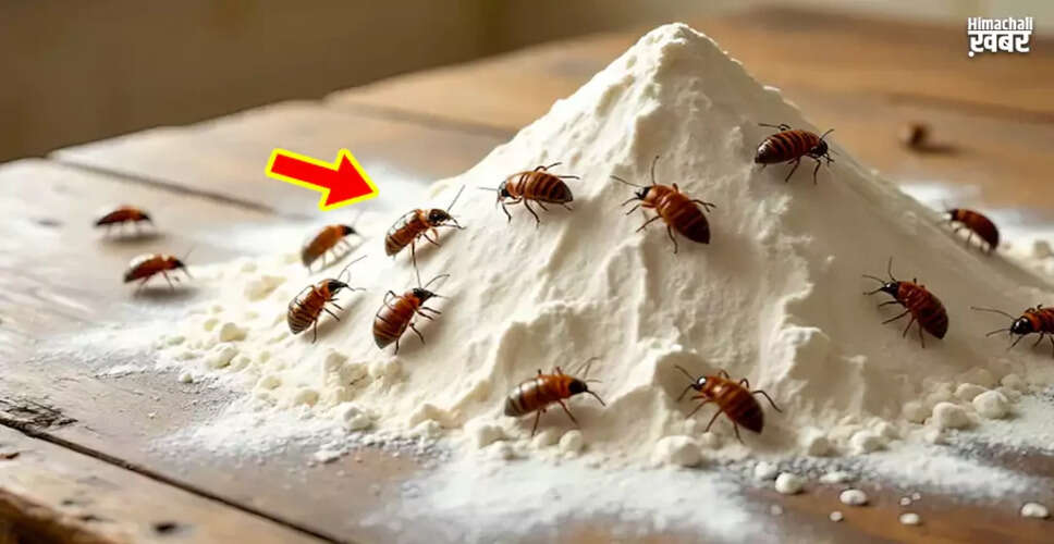 Effective Ways to Protect Flour from Insects During Monsoon