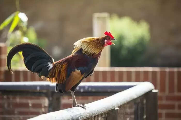 The Fascinating Science Behind a Rooster's Crowing