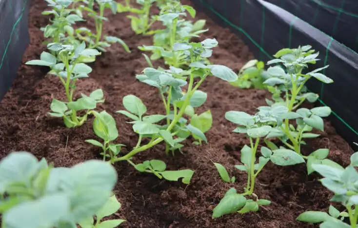 Innovative Potato Cultivation Takes Root at Central University of Odisha