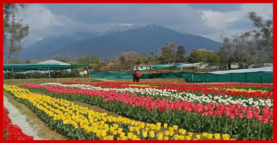 Tulip Garden in Himachal Pradesh Concludes Blooming Season