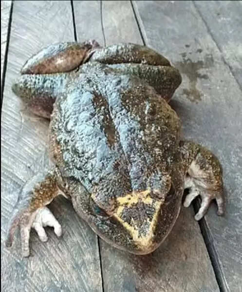 Giant Frog Discovery in Solomon Islands Captivates Social Media