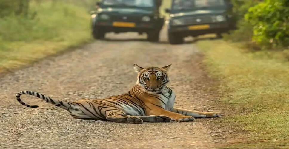 Discover the Fato Zone: A Year-Round Safari Experience in Jim Corbett National Park