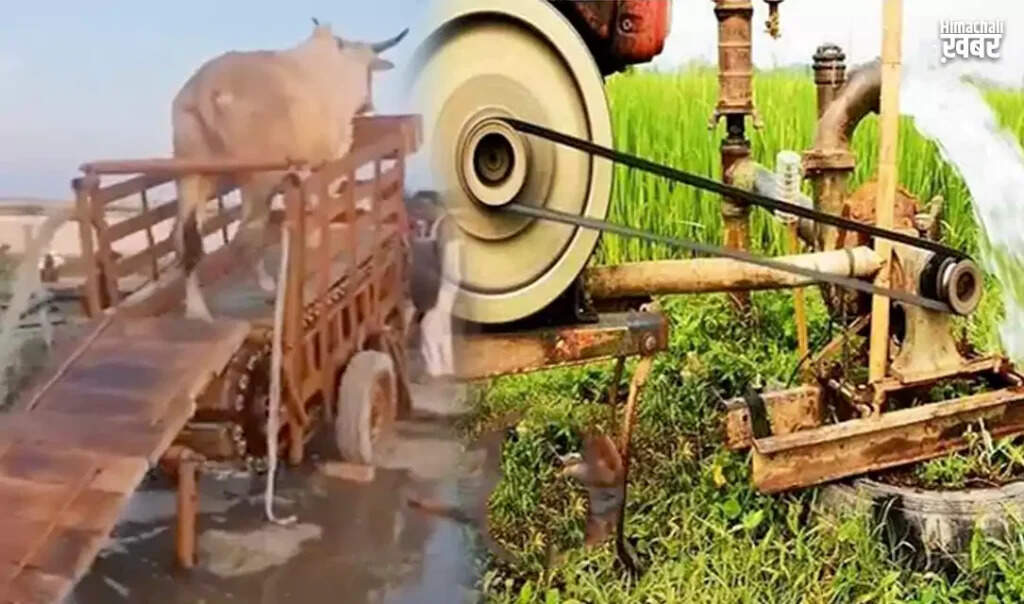 Innovative Village Invention: Cow-Powered Water Extraction Machine Goes Viral