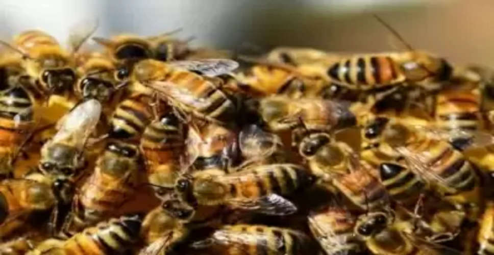 UP man killed in bee attack, 5 others injured