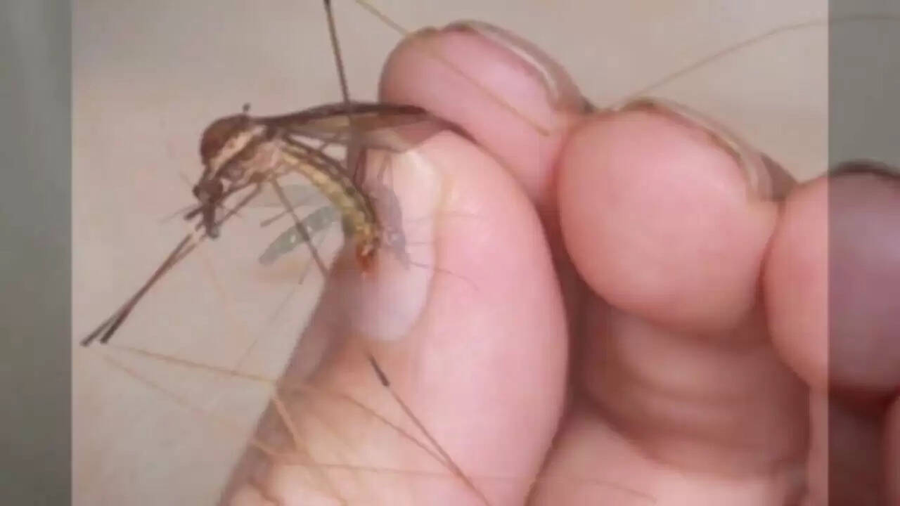 Effective Home Remedies to Keep Mosquitoes Away