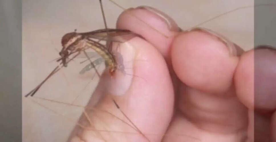 Effective Home Remedies to Keep Mosquitoes Away