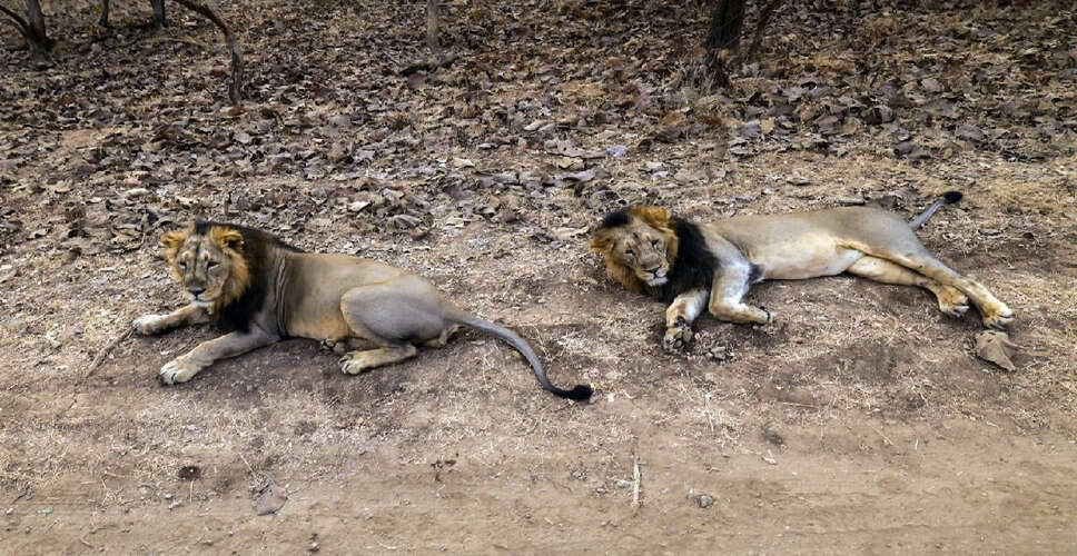 Significant Increase in Asian Lion Population Celebrated in Gujarat
