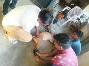 Barking Deer Rescued After Dog Attack in Odisha Village