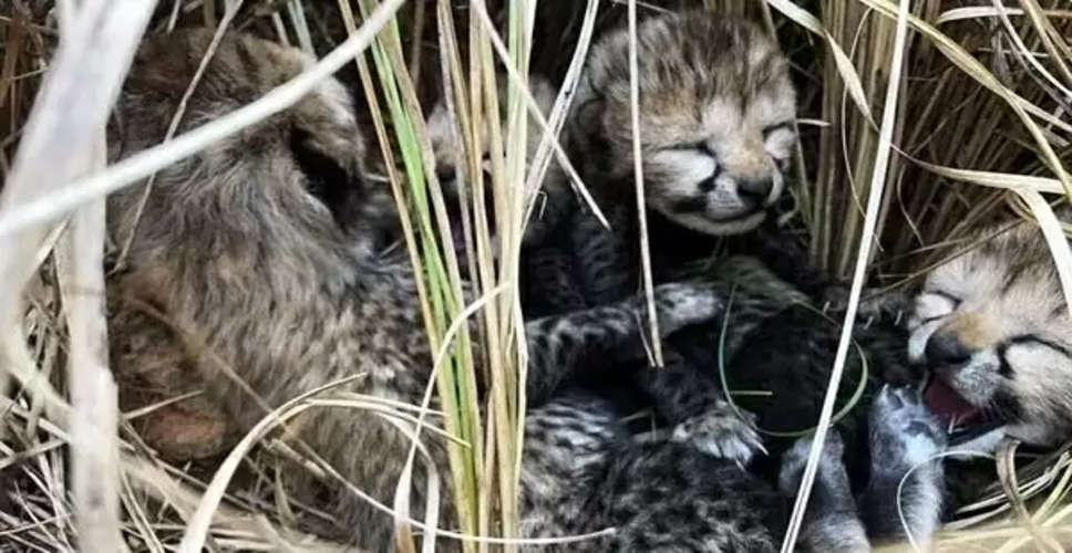 Two more cubs of Namibian cheetah die at Kuno, health of remaining one deteriorating