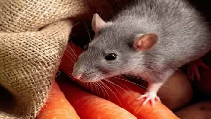 Exploring the Significance of Dreams: What They Might Mean for Your Future