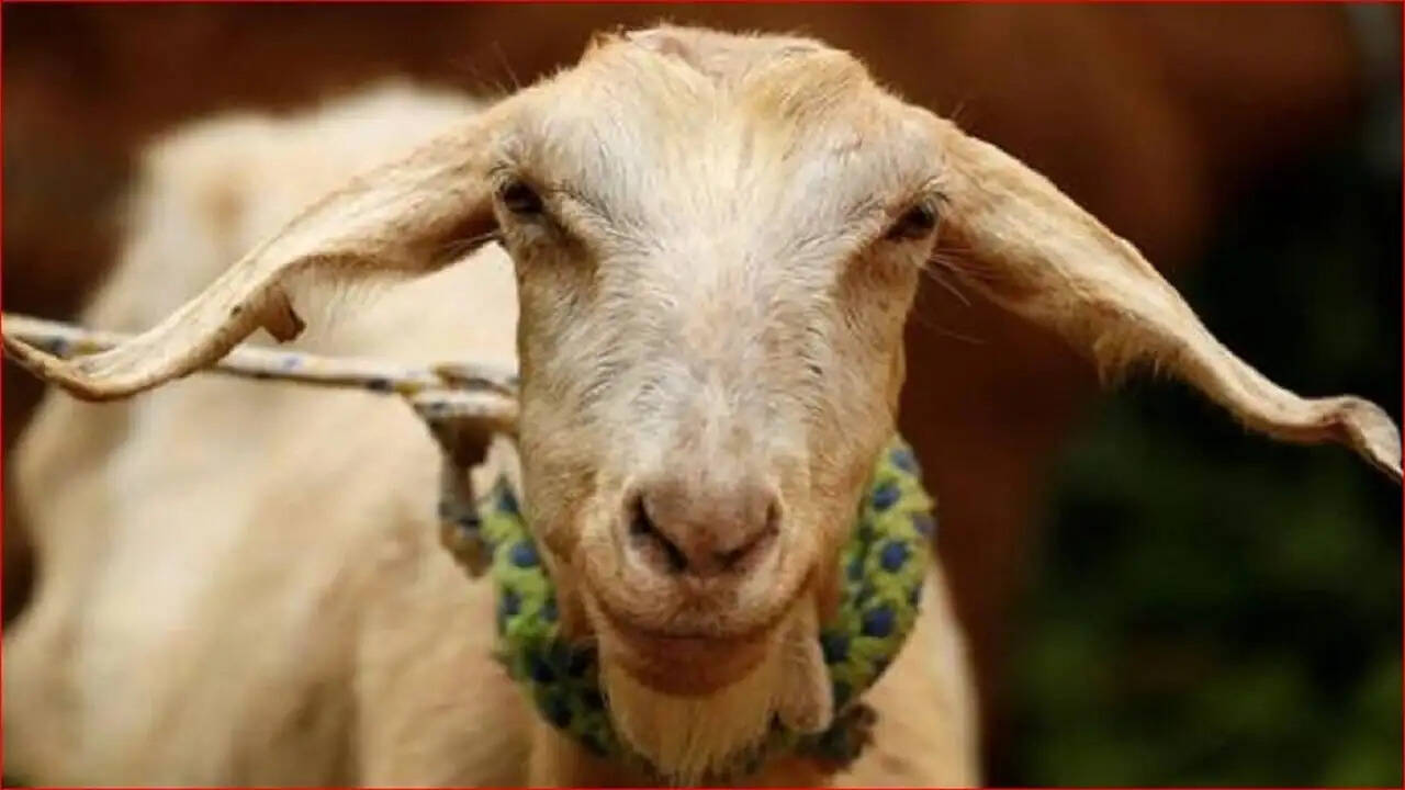 Bihar Police Solves Shocking Murder Case of 10-Year-Old Girl