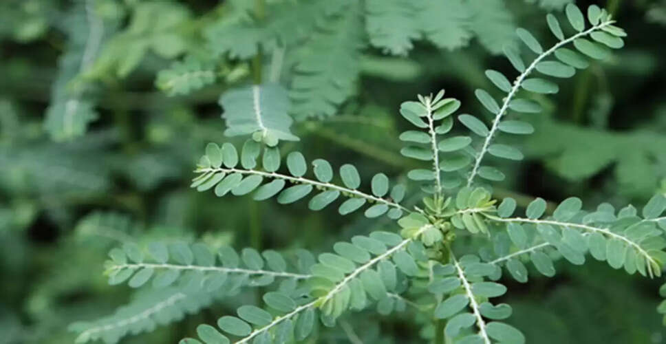 Effective Mahashivratri Remedies for Prosperity and Success