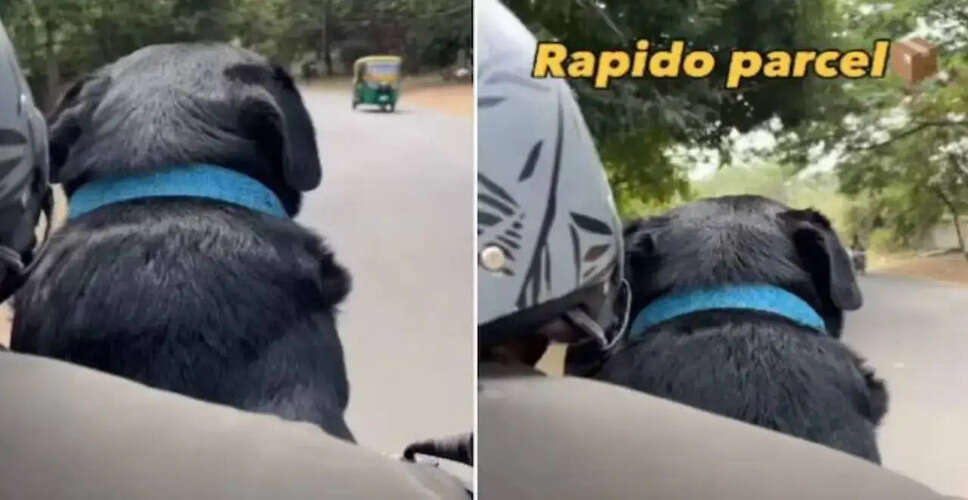 The Joy of Pets: How Animal Interactions Boost Mental Health