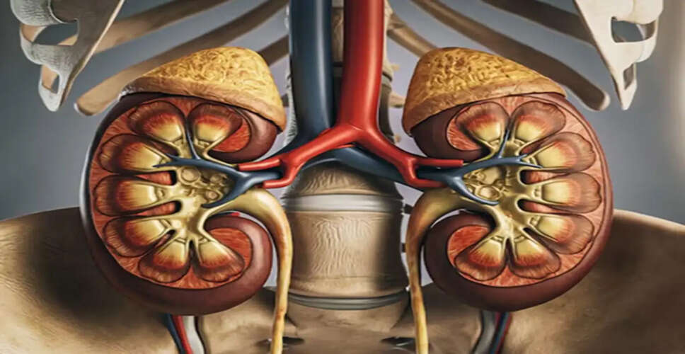 Essential Foods for Kidney Health: Protect Your Kidneys Naturally