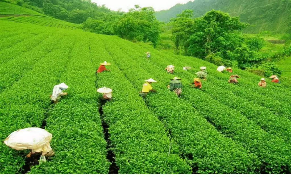 Discover the Hidden Gems of Palampur: Top 5 Must-Visit Spots