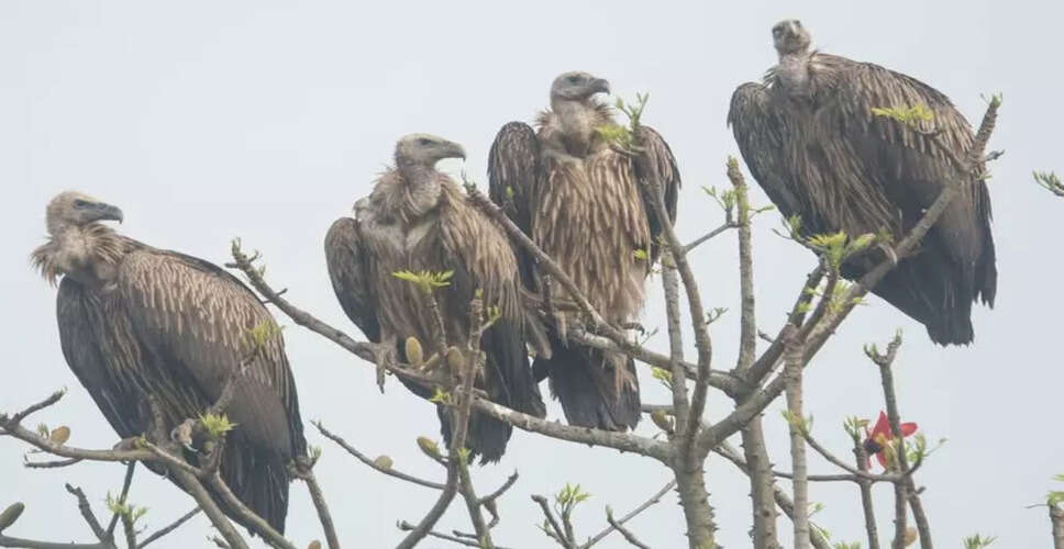 Urgent Action Needed to Combat Vulture Poisoning Crisis in Assam