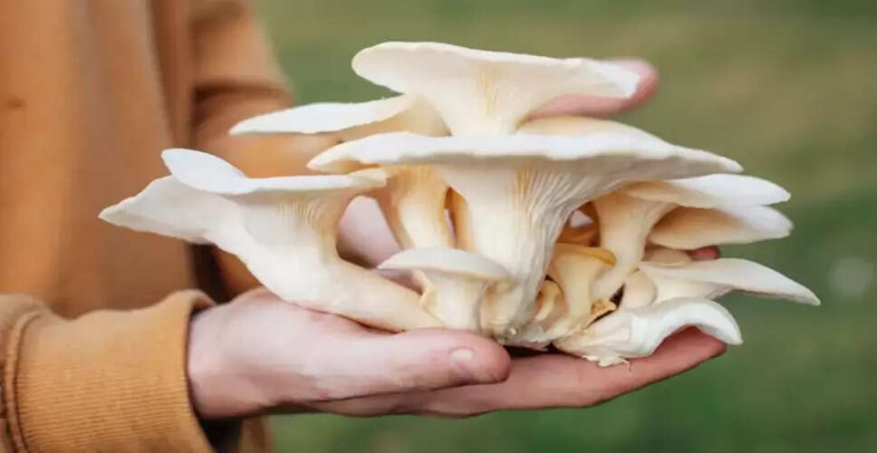 The Health Benefits of Mushrooms: Nature's Superfood
