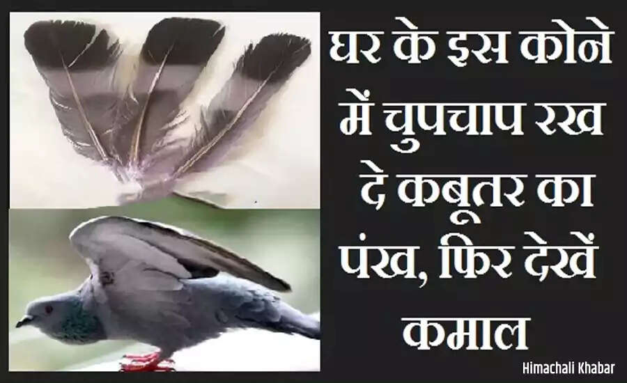 Transform Your Life with This Unique Pigeon Feather Ritual