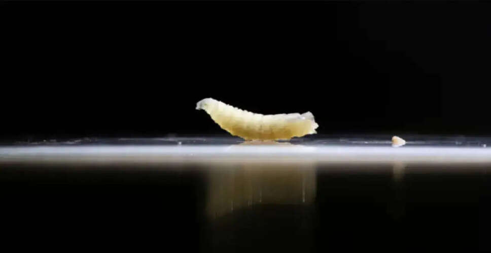 Urgent Measures Taken to Combat New World Screwworm Outbreak in Texas