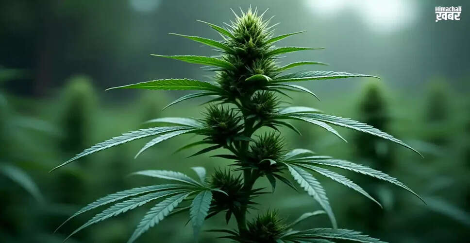 Exploring the Health Benefits of Hemp in Ayurveda