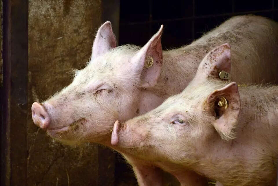 Outbreak of African Swine Fever Raises Alarm in Arunachal Pradesh