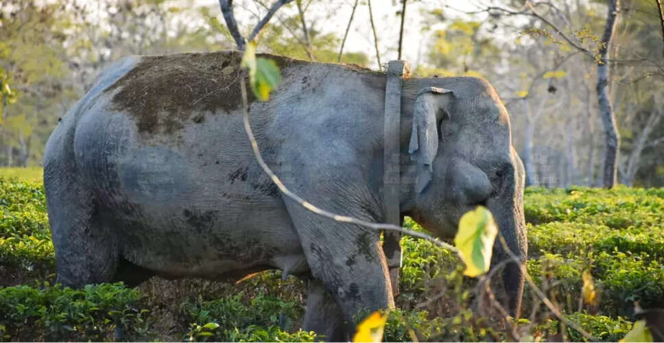 Concerns Rise Over Neglected Elephant Durga's Health in Assam