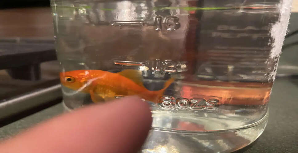 Enhancing Home Vibes: The Vastu Benefits of Keeping Goldfish
