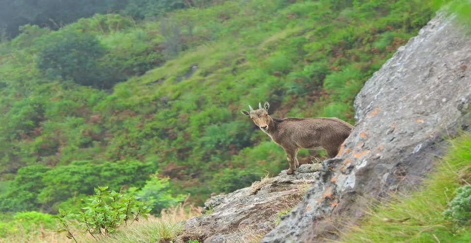 Tamil Nadu's Nilgiri Tahr Population Sees Significant Growth in 2026