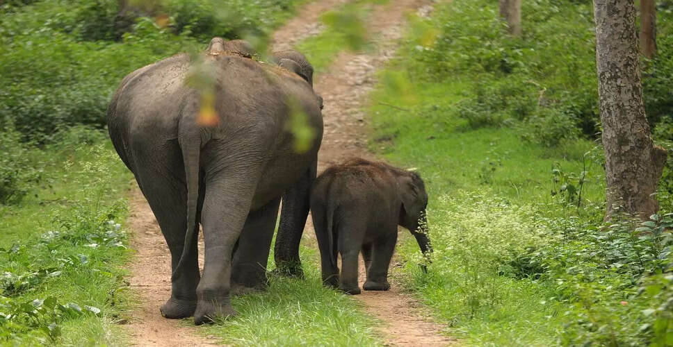 Tripura Government to Build Elephant Passes for Wildlife Safety
