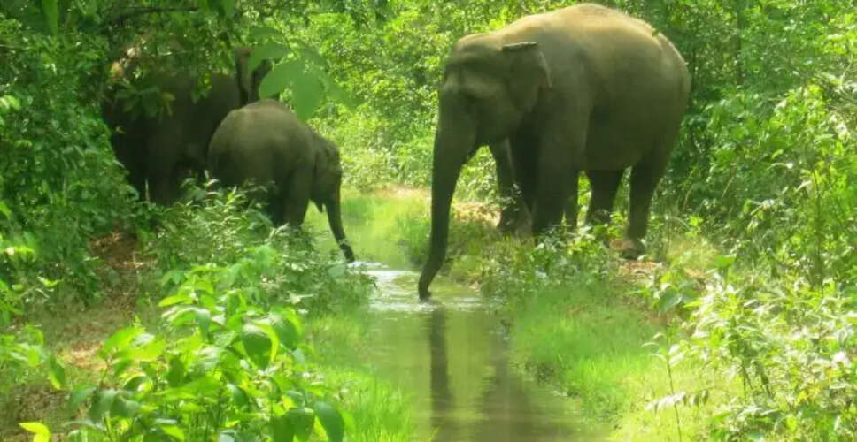 West Bengal's New Animal Slaughter Guidelines: What You Need to Know