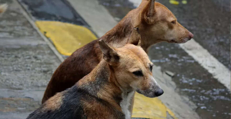 Urgent Action Demanded Against Dog Trafficking Syndicate in Assam