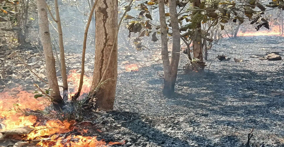 Southeastern US Wildfires Escalate: Homes Destroyed and Evacuations Underway