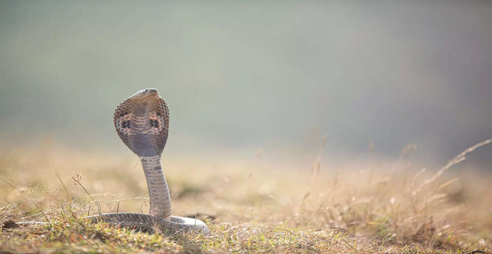 Remarkable Survival of King Cobra Bite in Assam: A Medical Milestone