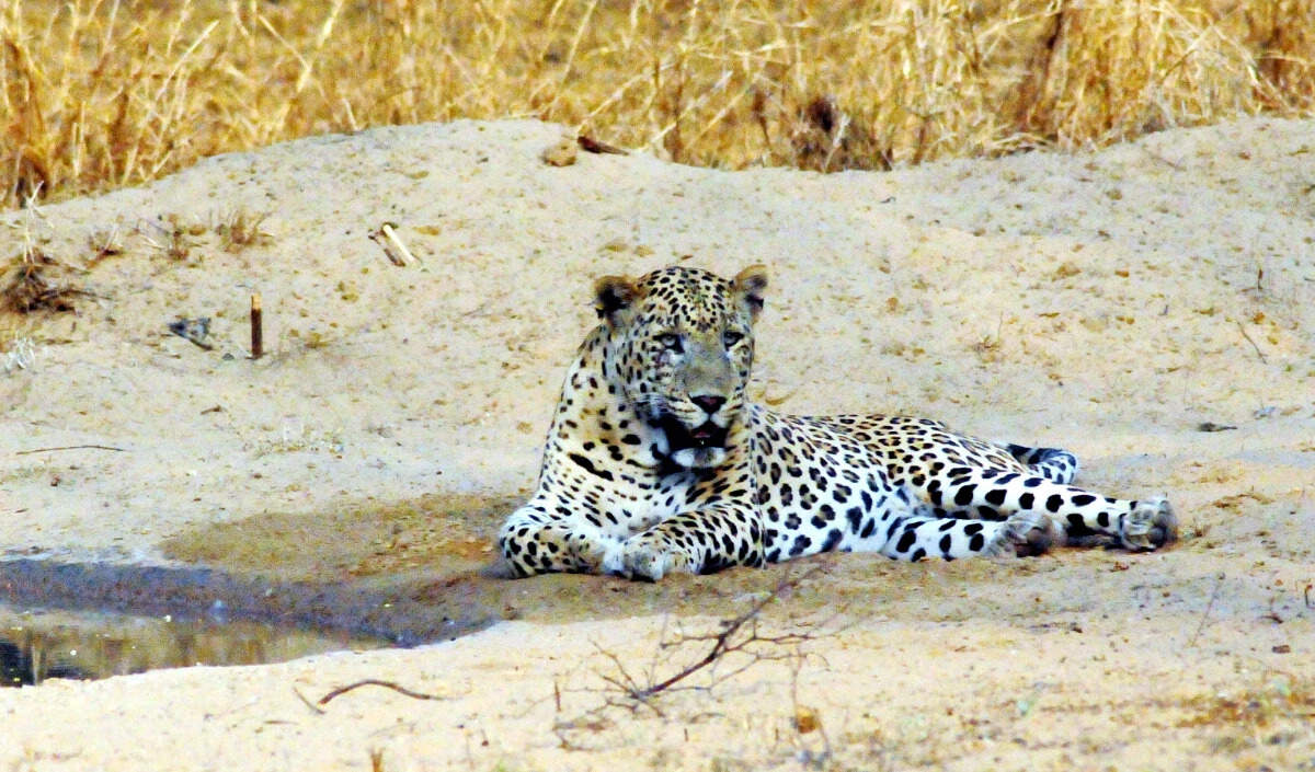 Female Leopard Found Dead in Maharajganj Wildlife Sanctuary